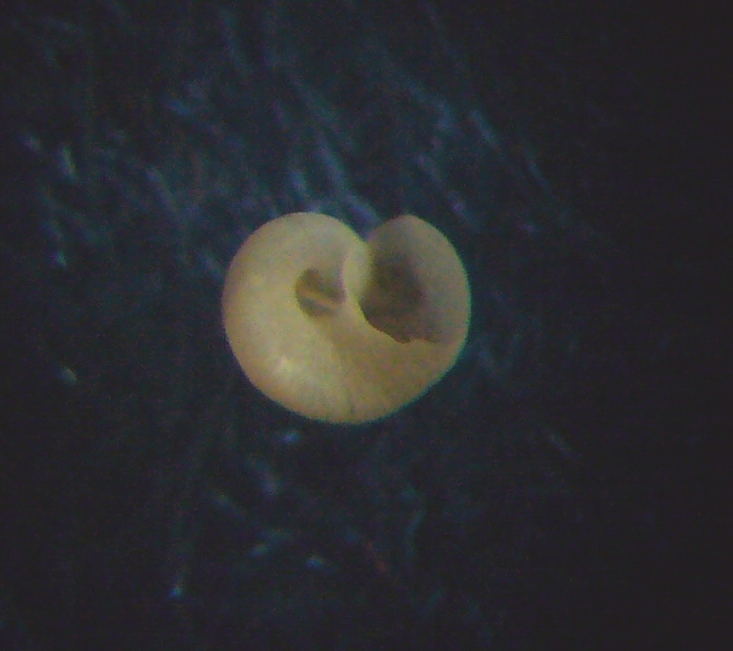 Piccolo gasteropode